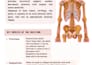 create neat, aesthetic and well formatted study notes